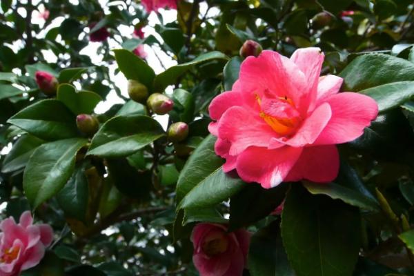 山茶花掉叶原因，可能是土壤板结、光照过强、水分过多等因素所导致