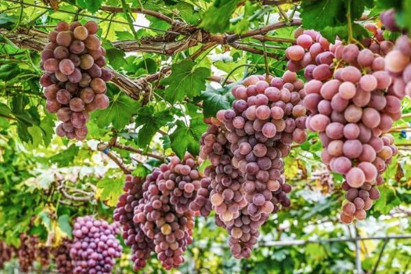 葡萄的种植方法，冬夏两季适合给葡萄修剪