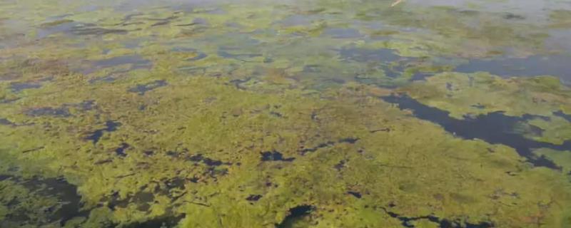 虾塘浓绿水怎么调清，要定期进行循环活水
