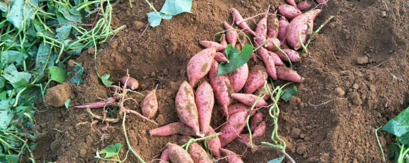 红薯高产种植方法，可以采用躺种法