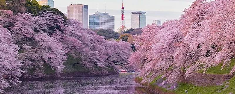 日本樱花开放的时间，通常在三月下旬至四月上旬开花