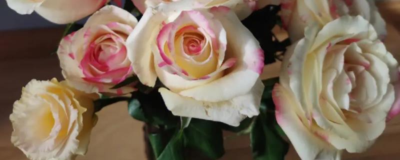 霓裳玫瑰的花语，寓意你的容貌让我动容
