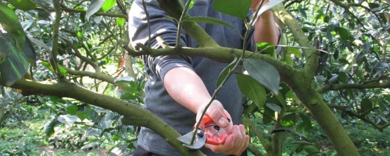 脐橙树怎么修枝剪枝，幼树和果树的修剪方法不同