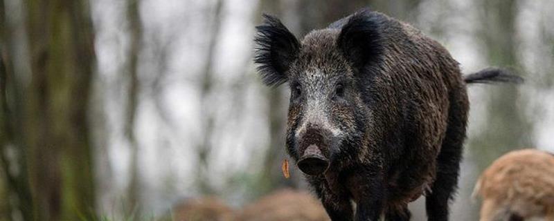 如何防止野猪吃庄稼，可以在庄稼外围种上薄荷或打木桩