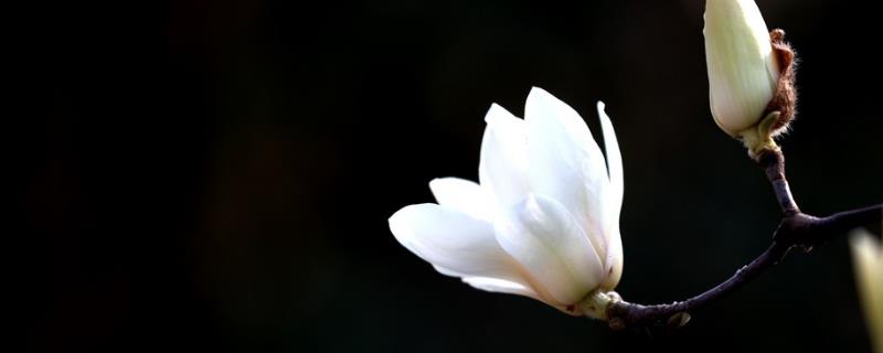 白玉兰花的花期，每年的4-9月份开花
