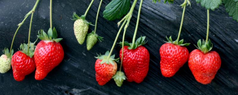 草莓光长藤蔓不开花怎么办，需控制水分和合理施肥等