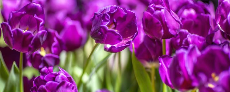 紫色郁金香的花语，寓意高贵的爱、浓烈的爱等