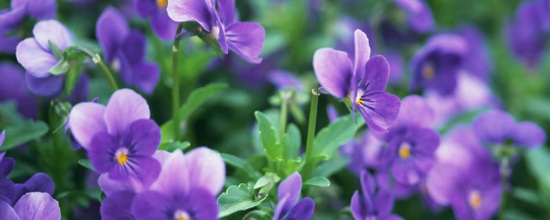 鲜花紫罗兰什么时候开花，3月份便会开花