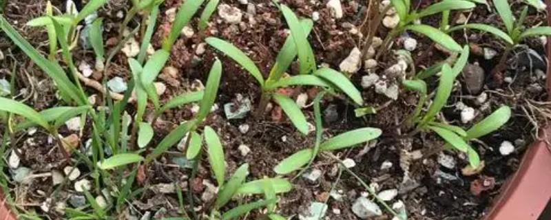 波斯菊种子的种植方法，整地深度控制在20-30厘米
