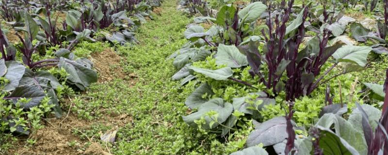 红油菜苔的种植时间，8月份播种种植