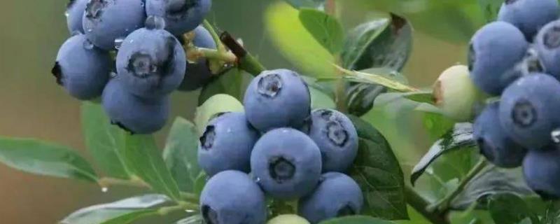 蓝莓怎么吃，可直接吃或做成果酱、果干等
