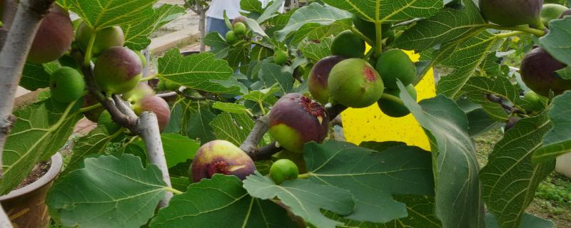 无花果会开花吗，属于隐花植物不会开花