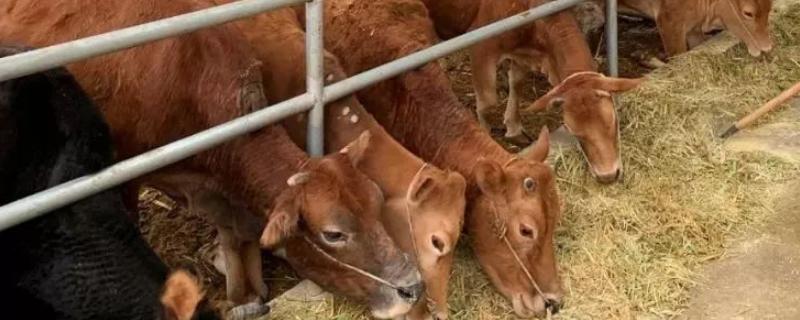 燕麦是否可以喂牛，可以用来饲喂种公牛、种公马、猪和羊
