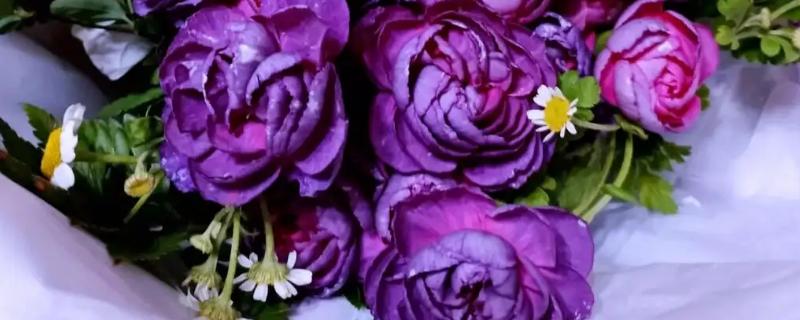 紫色康乃馨的花语，寓意感恩、真情等