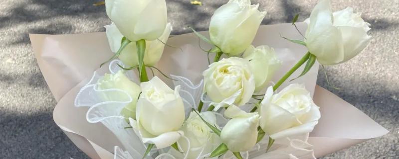 白玫瑰的花语，纯洁的爱情、天真无邪、敬重皆是它的花语