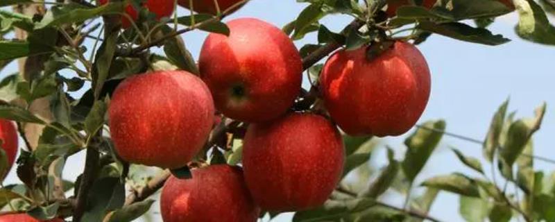 普通苹果与糖心苹果有什么区别，前者全年均可成熟、后者只在11月份成熟