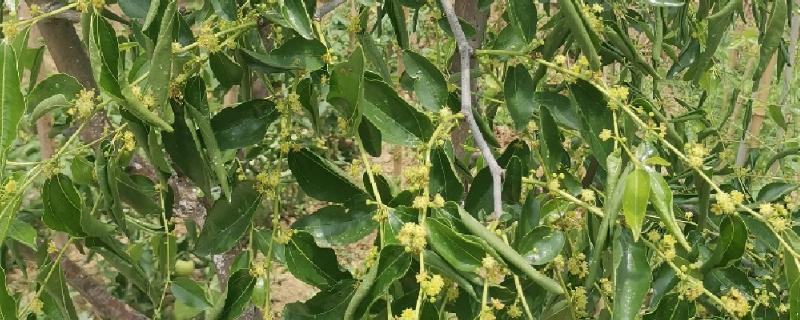枣树花期能打农药吗，可以喷洒波美度石硫合剂来预防病虫害