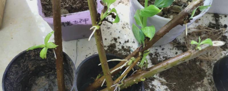 怎么扦插迎春花才能快速生根，扦插前要浸泡消毒、并涂抹生根粉