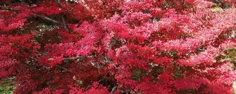日本红枫耐寒多少度，只能忍受0℃的低温