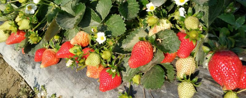 法兰地草莓品种介绍，是从美国所引进的草莓品种