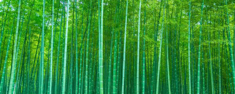 竹的品质和象征，有着正义凛然的品质且象征着健康长寿
