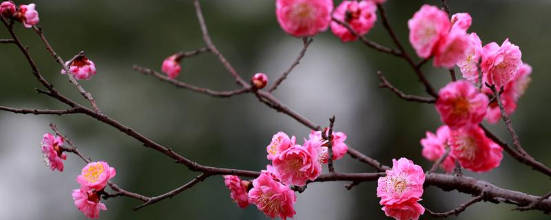 冬天开的花有哪些，有梅花、山茶花、鹤望兰等