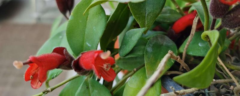 口红吊兰叶子有斑块的原因及解决办法，可能是水肥不当、环境不适导致的