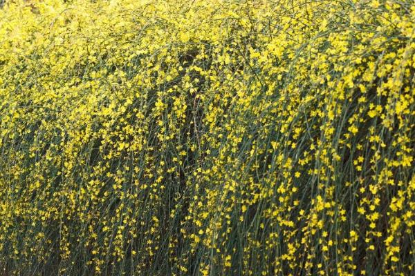 迎春花和连翘花的区别，花期、株型和花型均不同