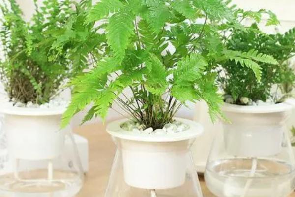 蕨类植物能否在室内养殖，可在室内养殖但要放在半阴处