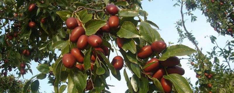 枣树生长多年但不结果的原因，缺少修剪、水肥不足、偏施氮肥等因素均会影响结果