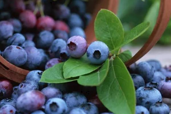 蓝莓怎么吃，可直接吃或做成果酱、果干等