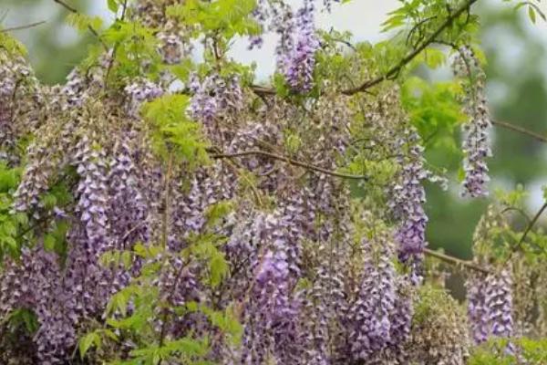 紫藤花有毒吗，花和茎叶无毒但种子有毒