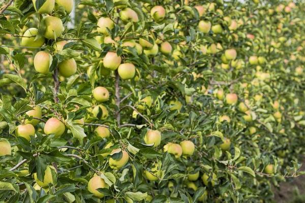 苹果树栽种后多久开花结果，栽种2-3年后会结果