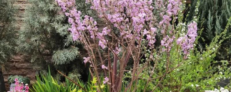 芫花怎么移植，种植前需对根部进行修剪