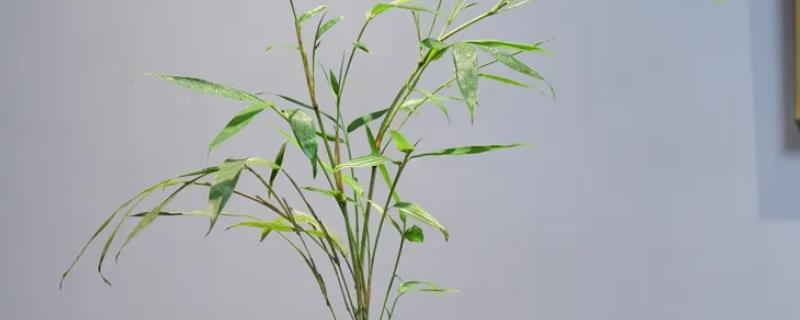 竹子如何盆栽才能旺盛生长，春秋季节每个月要追施尿素与复合肥