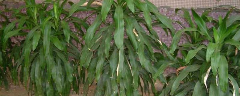 巴西铁树的养殖方法，生长期间对水分的需求量大