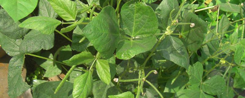 绿豆几月份种，可以在4-6月种植