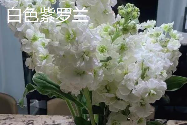 鲜花紫罗兰什么时候开花，3月份便会开花