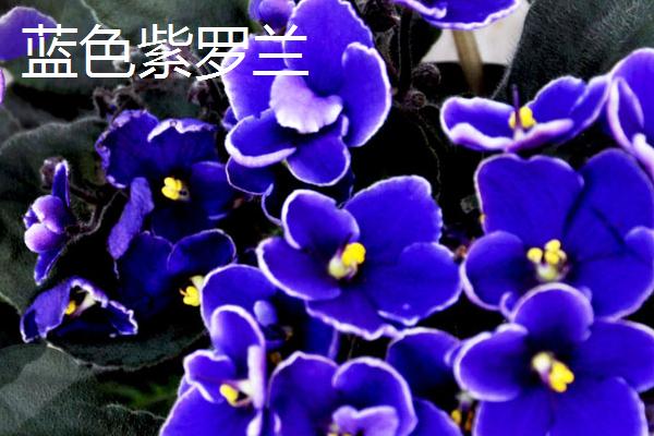 鲜花紫罗兰什么时候开花，3月份便会开花