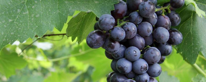葡萄的种类，不同品种的成熟时间不同