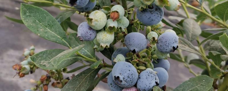 无需授粉蓝莓品种有哪些，常见这4种