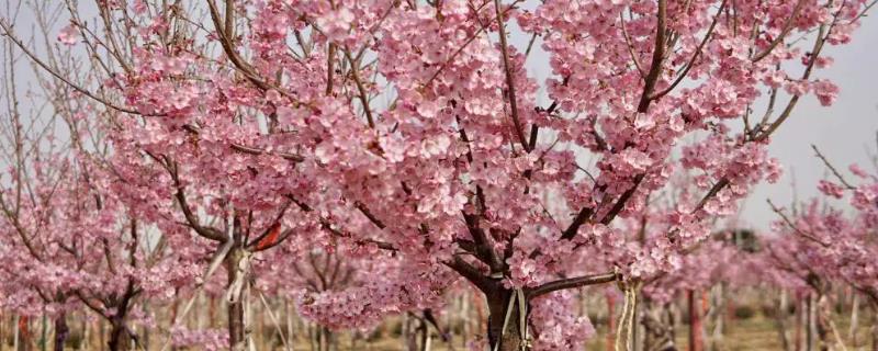 樱花冬天移栽能成活吗，成活率非常低