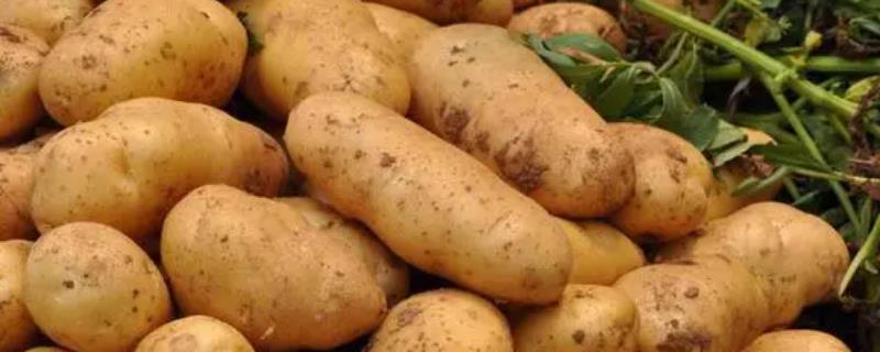 土豆养花法，常用以下四种方法