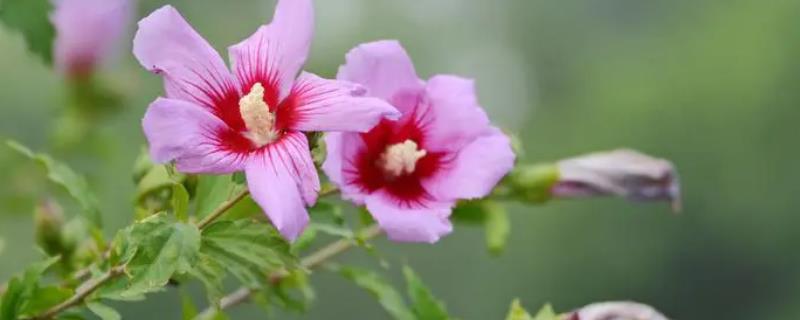 木槿花和扶桑花的区别，花期、花型和叶片均不同