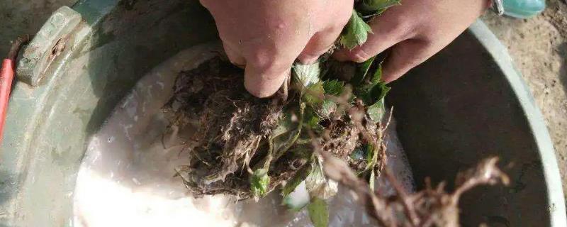 生根粉和多菌灵能一起灌根吗，可以但只适用于刚刚移栽的植物