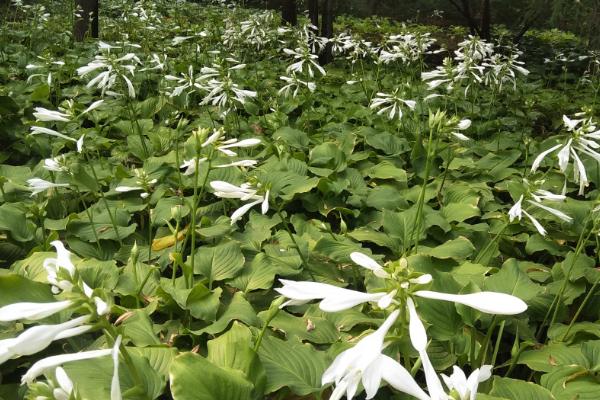 种植白玉簪怎么播种，可开沟撒播再覆土