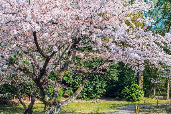 日本樱花开放的时间，通常在三月下旬至四月上旬开花