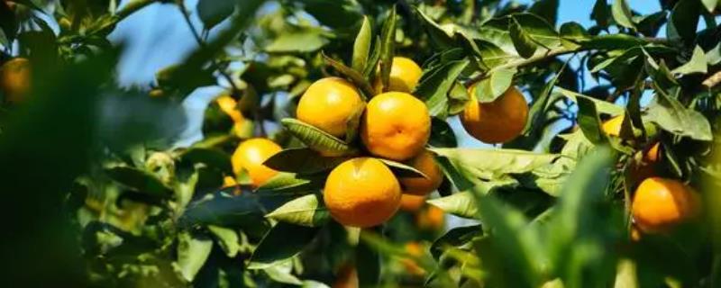 在秋天成熟的水果有哪些，橘子、桃子、柚子和梨子都在秋天成熟
