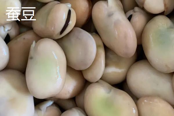 蚕豆和兰花豆有什么区别，兰花豆是用蚕豆加工出来的食品