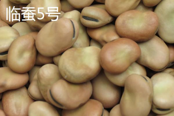 蚕豆和兰花豆有什么区别，兰花豆是用蚕豆加工出来的食品